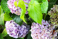 雨,あめ,梅雨,つゆ,あじさい,アジサイ,紫陽花,水滴,雨粒,小雨,rain,レイン,雨上がり,花,ホンアジサイ,季語,フラワー,flower,6月