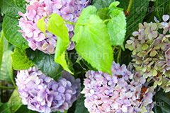 雨,あめ,梅雨,つゆ,あじさい,アジサイ,紫陽花,水滴,雨粒,小雨,rain,レイン,雨の日,花,ホンアジサイ,季語,フラワー,flower,6月