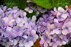 雨,あめ,梅雨,つゆ,あじさい,アジサイ,紫陽花,水滴,雨粒,小雨,rain,レイン,雨上がり,花,ホンアジサイ,季語,フラワー,flower,6月