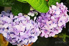 雨,あめ,梅雨,つゆ,あじさい,アジサイ,紫陽花,水滴,雨粒,小雨,rain,レイン,雨上がり,花,ホンアジサイ,季語,フラワー,flower,6月