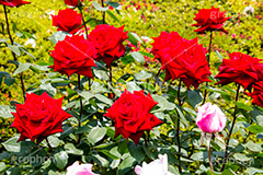 バラ,花,お花,フラワー,ローズ,flower,rose,園芸種,灌木,低木,つる植物,春,spring,薔薇