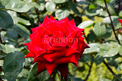 バラ,花,お花,フラワー,ローズ,flower,rose,園芸種,灌木,低木,つる植物,春,spring,薔薇