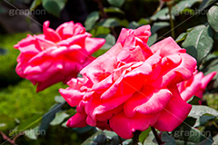 バラ,花,お花,フラワー,ローズ,flower,rose,園芸種,灌木,低木,つる植物,春,spring,薔薇