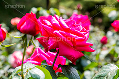 バラ,花,お花,フラワー,ローズ,flower,rose,園芸種,灌木,低木,つる植物,春,spring,薔薇