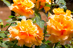 バラ,花,お花,フラワー,ローズ,flower,rose,園芸種,灌木,低木,つる植物,春,spring,薔薇