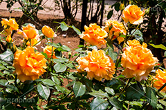 バラ,花,お花,フラワー,ローズ,flower,rose,園芸種,灌木,低木,つる植物,春,spring,薔薇