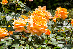 バラ,花,お花,フラワー,ローズ,flower,rose,園芸種,灌木,低木,つる植物,春,spring,薔薇