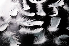 羽,はね,ウィング,テクスチャ,テクスチャー,texture,wing,feather,angel,エンジェル,天使,羽毛,綿毛,舞う