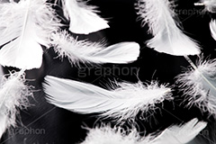 羽,はね,ウィング,テクスチャ,テクスチャー,texture,wing,feather,angel,エンジェル,天使,羽毛,綿毛,舞う