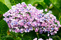 雨の日のあじさい,雨,あめ,梅雨,つゆ,あじさい,アジサイ,紫陽花,水滴,雨粒,小雨,rain,レイン,雨の日,花,ホンアジサイ,季語,フラワー,flower,6月
