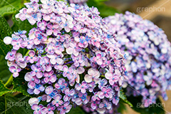 雨の日のあじさい,雨,あめ,梅雨,つゆ,あじさい,アジサイ,紫陽花,水滴,雨粒,小雨,rain,レイン,雨の日,花,ホンアジサイ,季語,フラワー,flower,6月