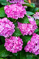 雨の日のあじさい,雨,あめ,梅雨,つゆ,あじさい,アジサイ,紫陽花,水滴,雨粒,小雨,rain,レイン,雨の日,花,ホンアジサイ,季語,フラワー,flower,6月