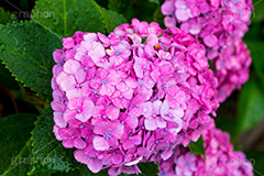 雨の日のあじさい,雨,あめ,梅雨,つゆ,あじさい,アジサイ,紫陽花,水滴,雨粒,小雨,rain,レイン,雨の日,花,ホンアジサイ,季語,フラワー,flower,6月