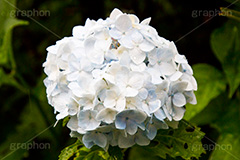 雨の日のあじさい,雨,あめ,梅雨,つゆ,あじさい,アジサイ,紫陽花,水滴,雨粒,小雨,rain,レイン,雨の日,花,ホンアジサイ,季語,フラワー,flower,6月