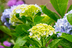 雨の日のあじさい,雨,あめ,梅雨,つゆ,あじさい,アジサイ,紫陽花,水滴,雨粒,小雨,rain,レイン,雨の日,花,ホンアジサイ,季語,フラワー,flower,6月