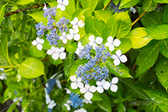 雨の日のあじさい,雨,あめ,梅雨,つゆ,あじさい,アジサイ,紫陽花,水滴,雨粒,小雨,rain,レイン,雨の日,花,ホンアジサイ,季語,フラワー,flower,6月