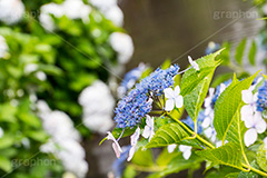 雨の日のあじさい,雨,あめ,梅雨,つゆ,あじさい,アジサイ,紫陽花,水滴,雨粒,小雨,rain,レイン,雨の日,花,ホンアジサイ,季語,フラワー,flower,6月