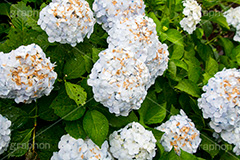 雨の日のあじさい,雨,あめ,梅雨,つゆ,あじさい,アジサイ,紫陽花,水滴,雨粒,小雨,rain,レイン,雨の日,花,ホンアジサイ,季語,フラワー,flower,6月