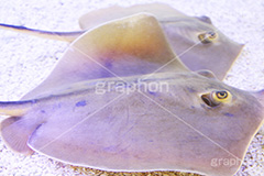 エイの子供,水族館,アクアリウム,アクア,魚,深海,エイ,水槽,子供,平,海鷂魚,フィッシュ,こども,fish,aquarium