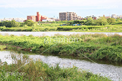多摩川河川敷,二子玉,二子玉川,玉川,にこたま,ニコタマ,世田谷区,川,河原,かわ,河川,河川敷,多摩川