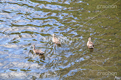 川,かわ,河原,河,流れ,鴨,かも,鳥,泳ぐ,水鳥,野鳥