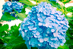 紫陽花,トイカメラ撮影,トイカメラ,ヴィンテージ,ビンテージ,レトロ,お洒落,おしゃれ,オシャレ,味わい,トンネル効果,6月