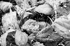 雨粒,モノクロ,白黒,しろくろ,モノクローム,単色画,単彩画,単色,葉,leaf