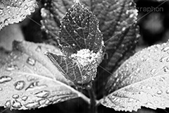 雨粒,モノクロ,白黒,しろくろ,モノクローム,単色画,単彩画,単色,葉,leaf