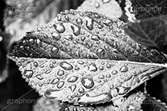雨粒,モノクロ,白黒,しろくろ,モノクローム,単色画,単彩画,単色,葉,leaf