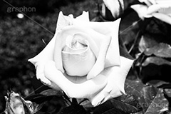 薔薇の花,モノクロ,白黒,しろくろ,モノクローム,単色画,単彩画,単色,フラワー