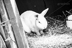 白兎,モノクロ,白黒,しろくろ,モノクローム,単色画,単彩画,単色,rabbit