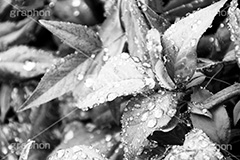 雨粒,モノクロ,白黒,しろくろ,モノクローム,単色画,単彩画,単色,葉,leaf