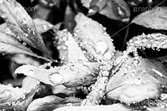 雨粒,モノクロ,白黒,しろくろ,モノクローム,単色画,単彩画,単色,葉,leaf
