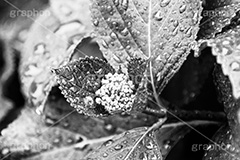 雨粒,モノクロ,白黒,しろくろ,モノクローム,単色画,単彩画,単色,葉,leaf