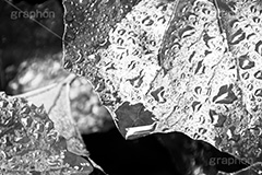 雨粒,モノクロ,白黒,しろくろ,モノクローム,単色画,単彩画,単色,葉,leaf