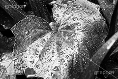 雨粒,モノクロ,白黒,しろくろ,モノクローム,単色画,単彩画,単色,葉,leaf