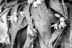 雨粒,モノクロ,白黒,しろくろ,モノクローム,単色画,単彩画,単色,葉,leaf
