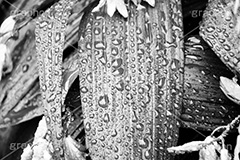 雨粒,モノクロ,白黒,しろくろ,モノクローム,単色画,単彩画,単色,葉,leaf