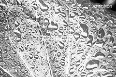 雨粒,モノクロ,白黒,しろくろ,モノクローム,単色画,単彩画,単色,葉,leaf