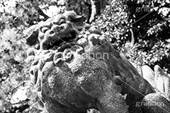 こま犬,モノクロ,白黒,しろくろ,モノクローム,単色画,単彩画,単色,神社
