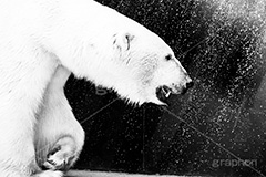 ホッキョクグマ,モノクロ,白黒,しろくろ,モノクローム,単色画,単彩画,単色,動物園