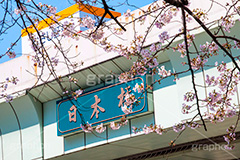 日本橋の桜,日本橋,橋,桜,さくら,サクラ,花見,お花見,花,お花,フラワー,はな,flower,綺麗,きれい,キレイ,満開,咲,春,blossom,japan,中央区