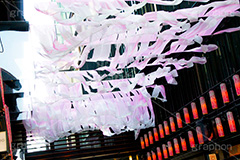 春のコレド室町,コレド室町,日本橋,桜,さくら,サクラ,綺麗,きれい,キレイ,春,spring,blossom,japan,中央区,桜フェスティバル,イベント,フェスティバル,event,festival,COREDO,ちょうちん,提灯,情緒,風情