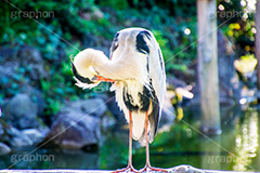 亀戸天神のアオサギ,アオサギ,鳥,ペリカン目,サギ科,亀戸天満神,亀戸天神,亀戸天満宮,東宰府天満宮,神社,参拝,江東区,亀戸,japan