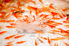 金魚すくい,金魚,きんぎょ,すくい,魚,夏祭り,祭り,出店,露店,屋台,夏,サマー,summer,festival,japan,夏休み,縁日,的屋,遊び,ゲーム