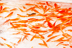金魚すくい,金魚,きんぎょ,すくい,魚,夏祭り,祭り,出店,露店,屋台,夏,サマー,summer,festival,japan,夏休み,縁日,的屋,遊び,ゲーム