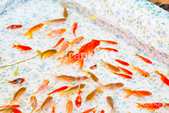 金魚すくい,金魚,きんぎょ,すくい,魚,夏祭り,祭り,出店,露店,屋台,夏,サマー,summer,festival,japan,夏休み,縁日,的屋,遊び,ゲーム