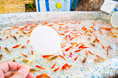 金魚すくい,金魚,きんぎょ,すくい,魚,夏祭り,祭り,出店,露店,屋台,夏,サマー,summer,festival,japan,夏休み,縁日,的屋,ポイ,遊び,ゲーム