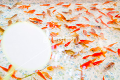 金魚すくい,金魚,きんぎょ,すくい,魚,夏祭り,祭り,出店,露店,屋台,夏,サマー,summer,festival,japan,夏休み,縁日,的屋,ポイ,遊び,ゲーム