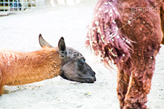 ひと休み,アルパカ,alpaca,animal,zoo,ラクダ科,ラマ属,体毛,動物園,首長,草食,休憩,寝る,昼寝